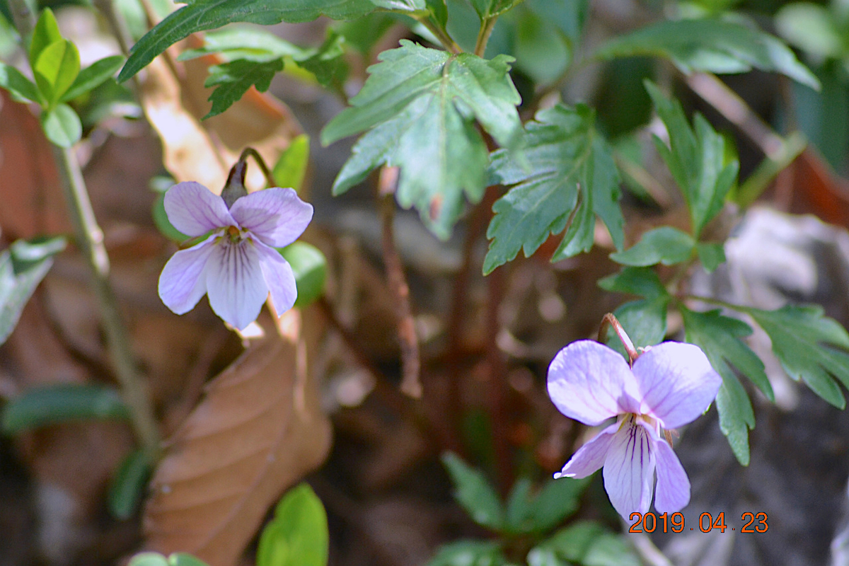 f:id:masatdm1951:20190423213718j:plain f:id:masatdm1951:20190423213718j:plain