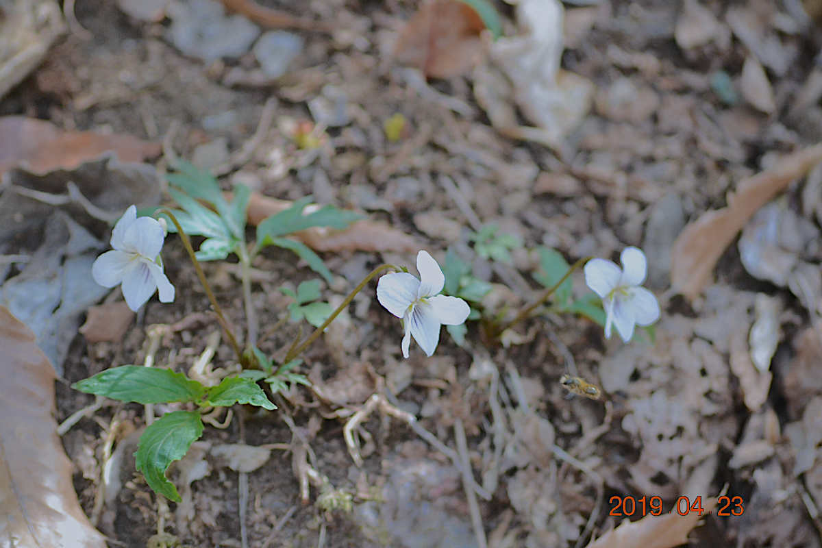 f:id:masatdm1951:20190423213737j:plain f:id:masatdm1951:20190423213737j:plain