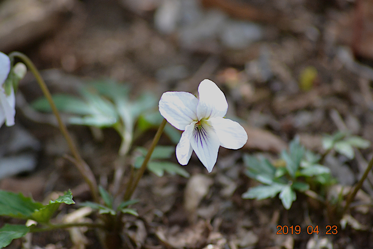f:id:masatdm1951:20190423213747j:plain f:id:masatdm1951:20190423213747j:plain