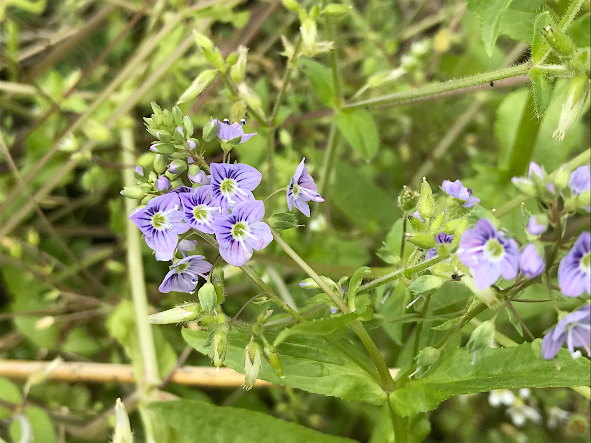 f:id:masatdm1951:20190427165837j:plain