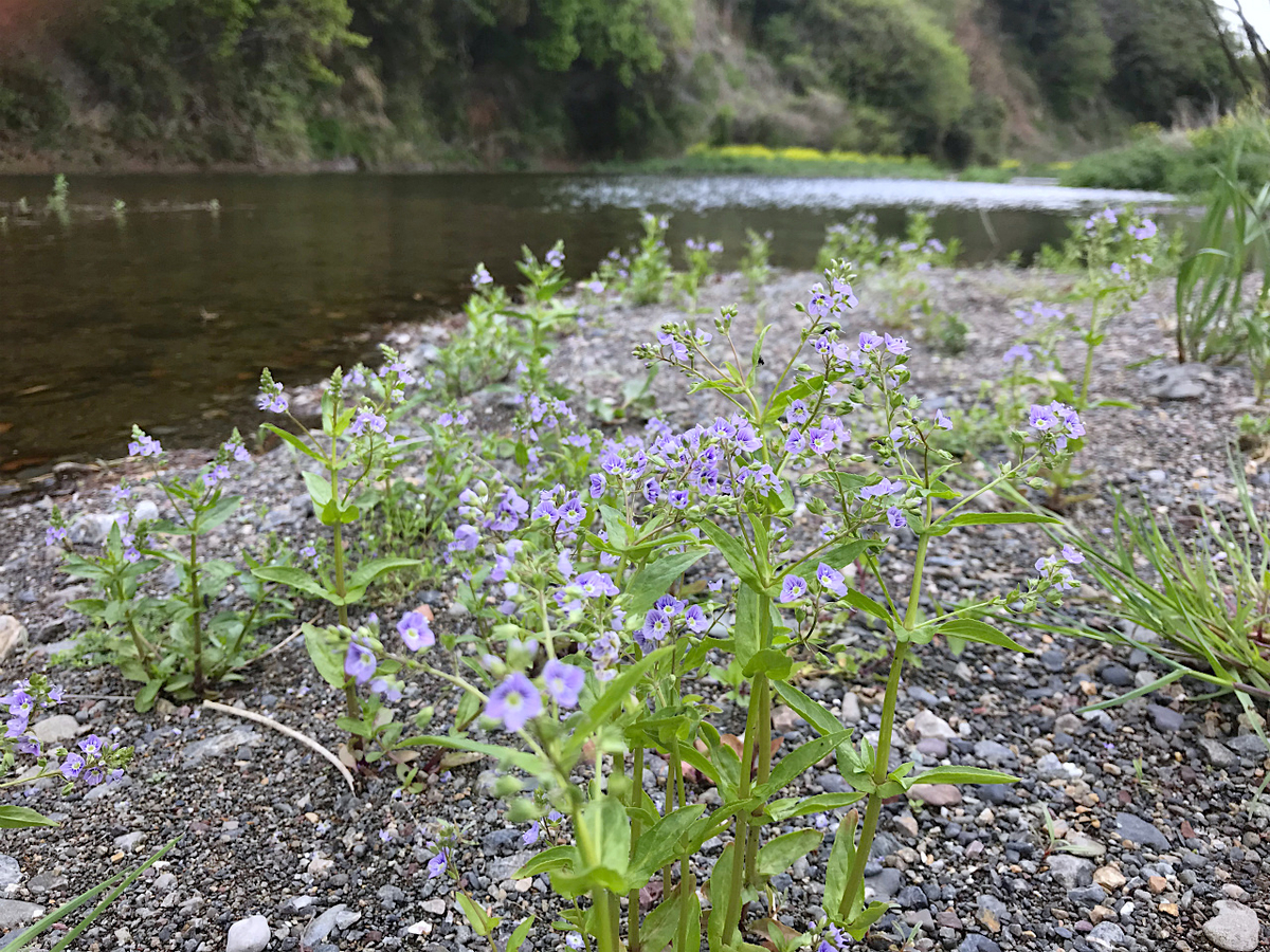 f:id:masatdm1951:20190427170243j:plain