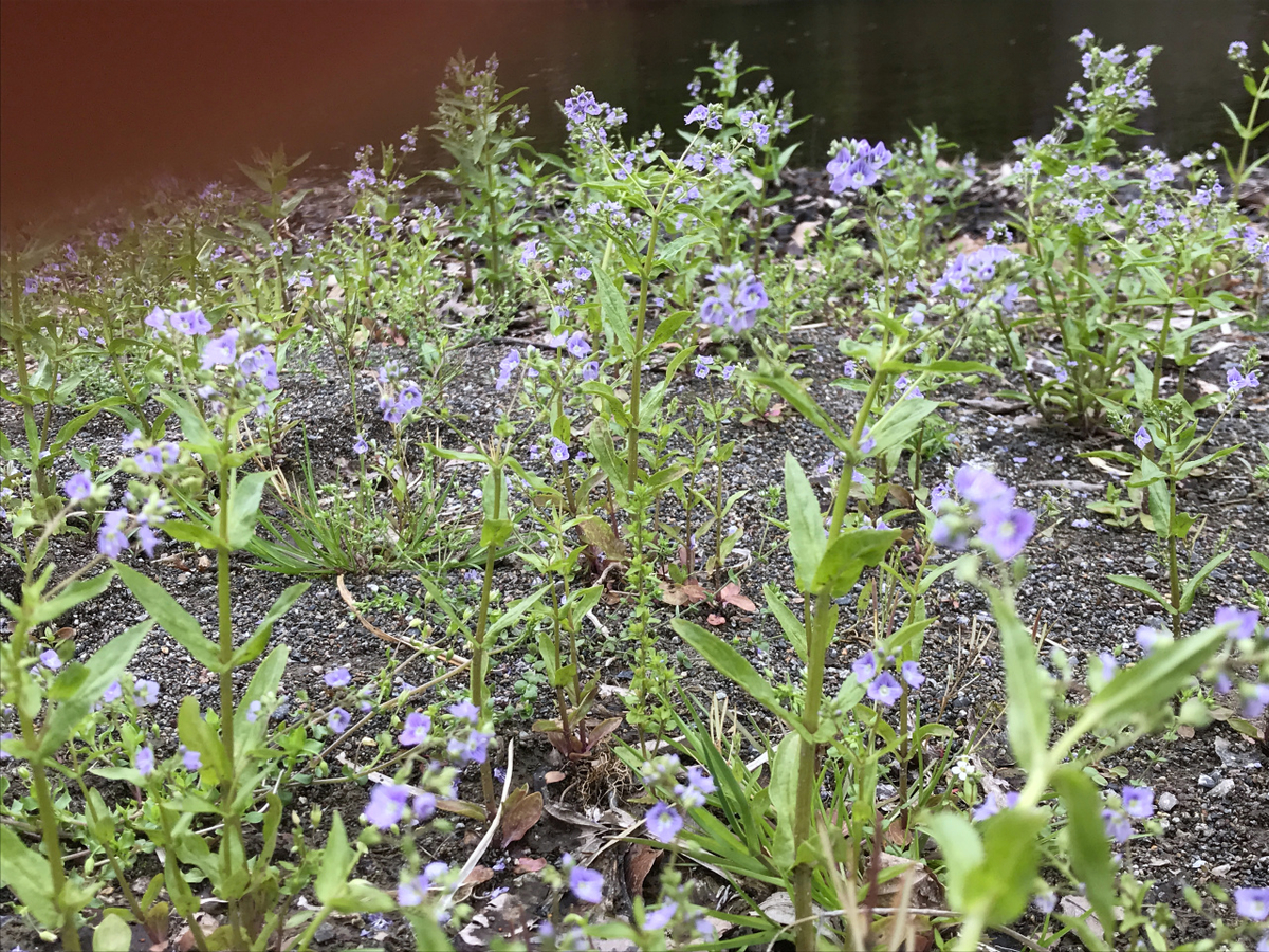 f:id:masatdm1951:20190427170622j:plain