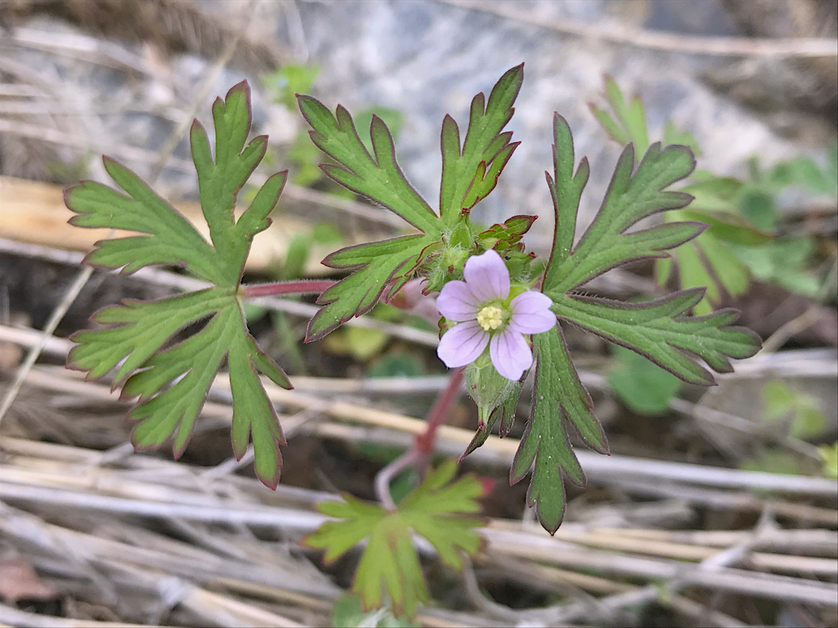 f:id:masatdm1951:20190427170639j:plain