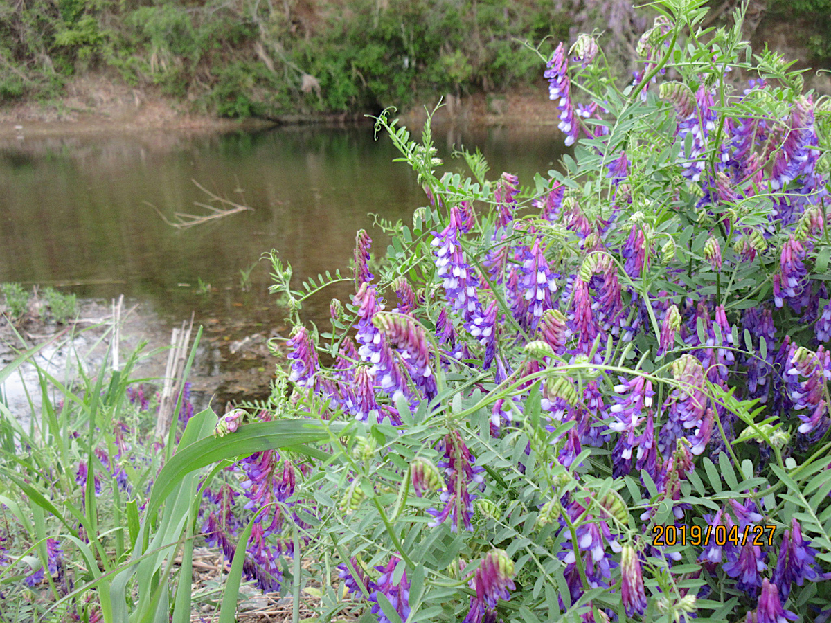 f:id:masatdm1951:20190427170713j:plain