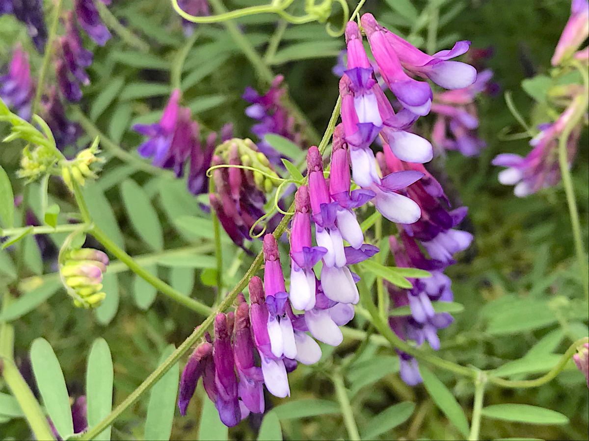 f:id:masatdm1951:20190427170723j:plain