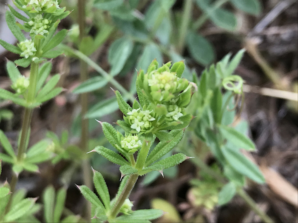 f:id:masatdm1951:20190427170749j:plain