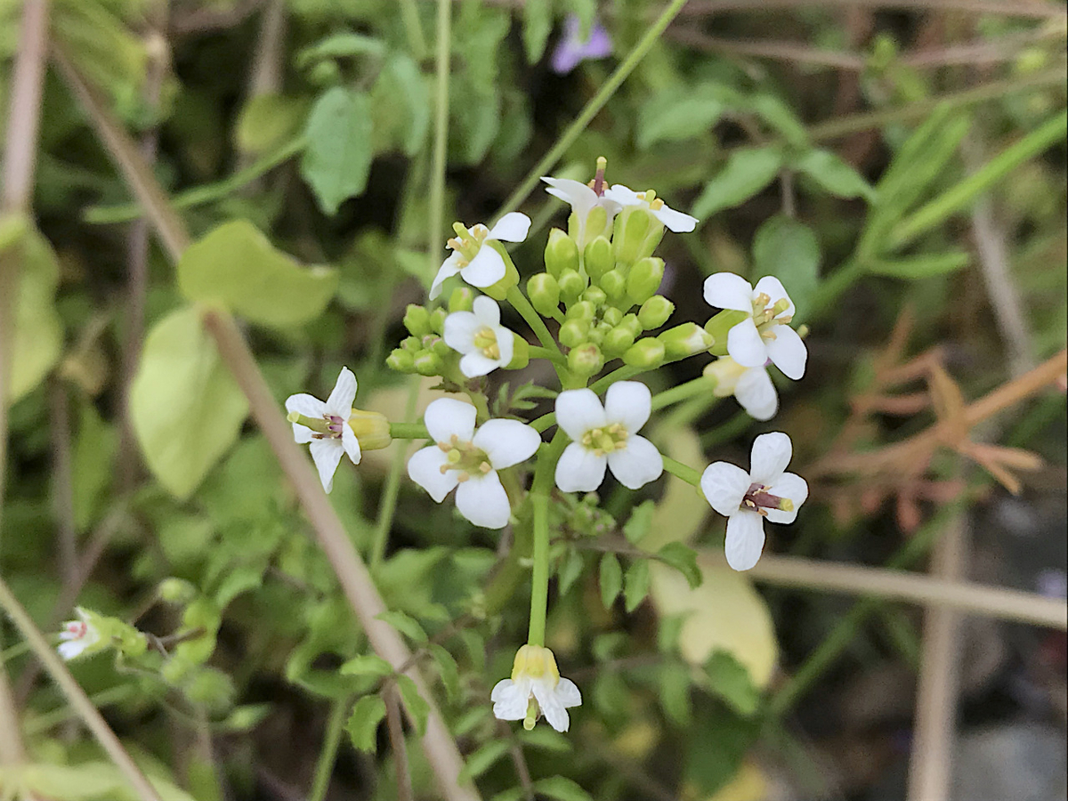 f:id:masatdm1951:20190427170800j:plain