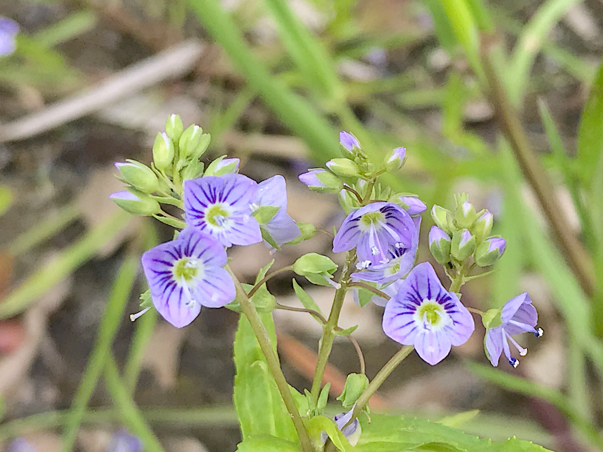 f:id:masatdm1951:20190427170814j:plain