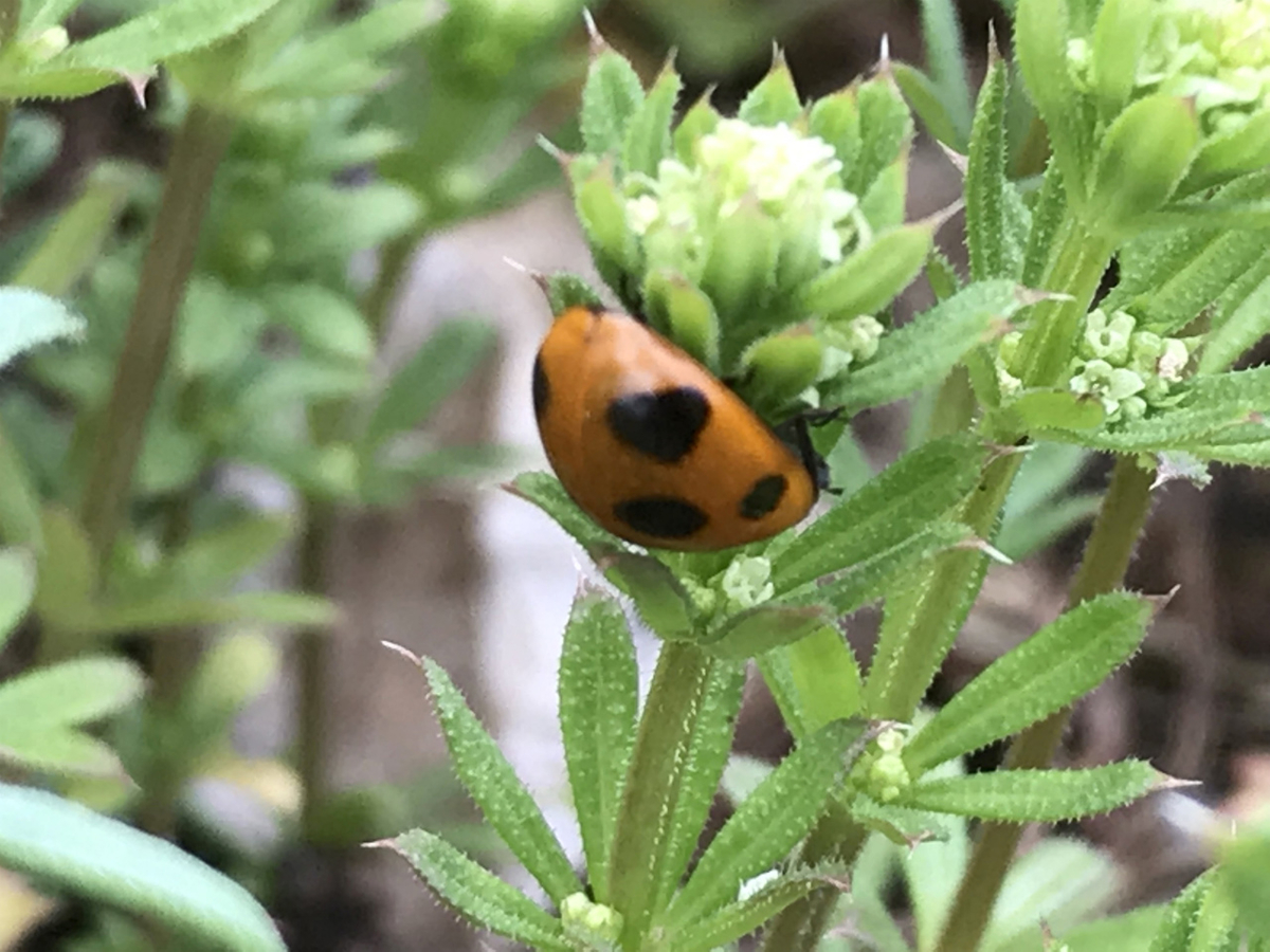 f:id:masatdm1951:20190427171024j:plain