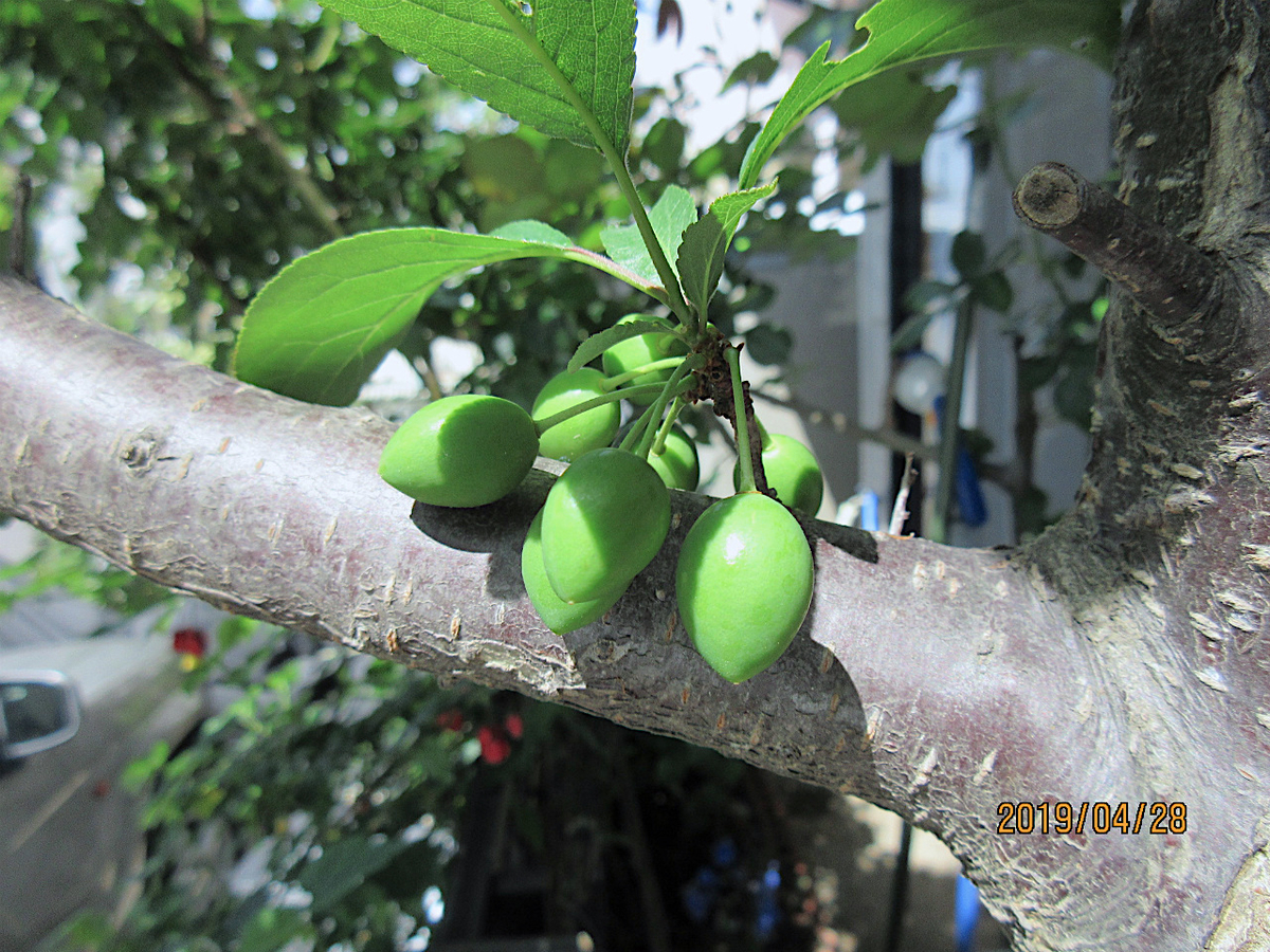 f:id:masatdm1951:20190428103457j:plain