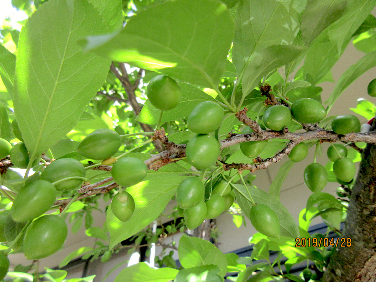 f:id:masatdm1951:20190428103623j:plain