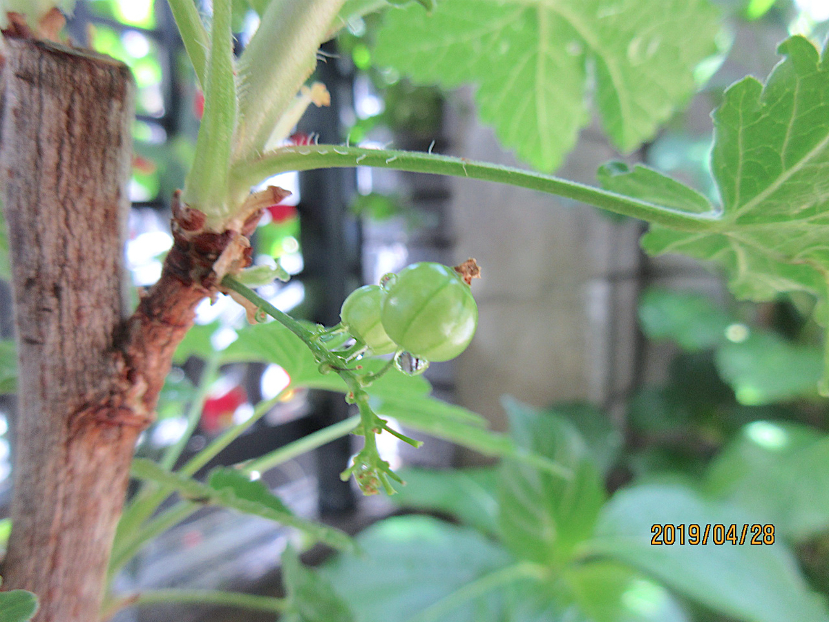 f:id:masatdm1951:20190428103805j:plain