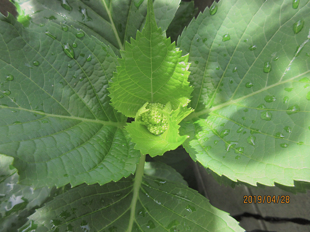 f:id:masatdm1951:20190428103808j:plain