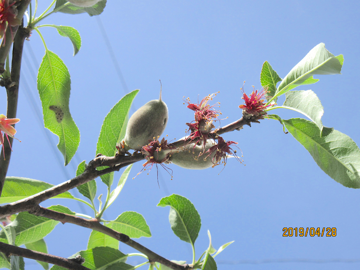 f:id:masatdm1951:20190428103831j:plain