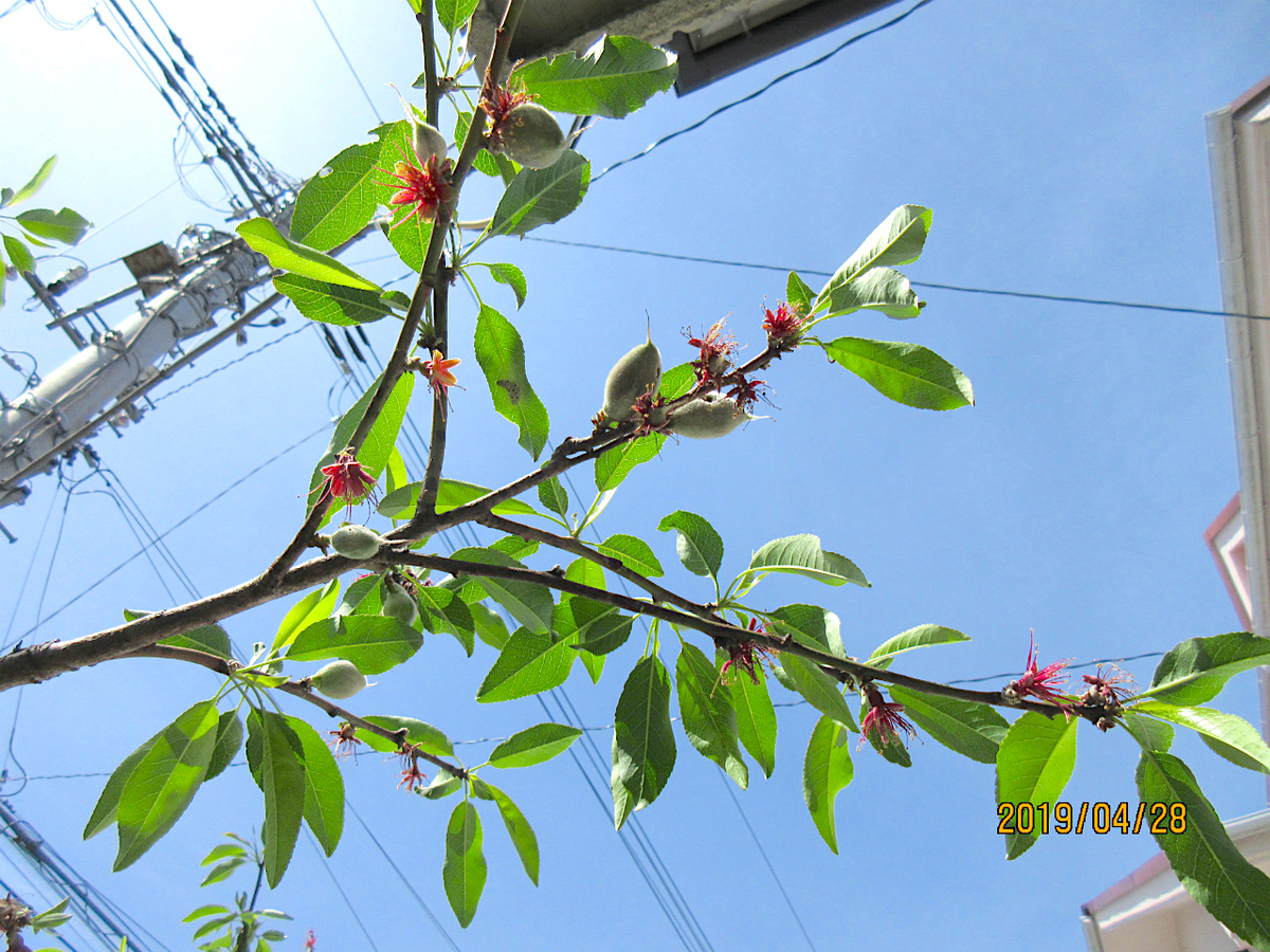 f:id:masatdm1951:20190428103836j:plain