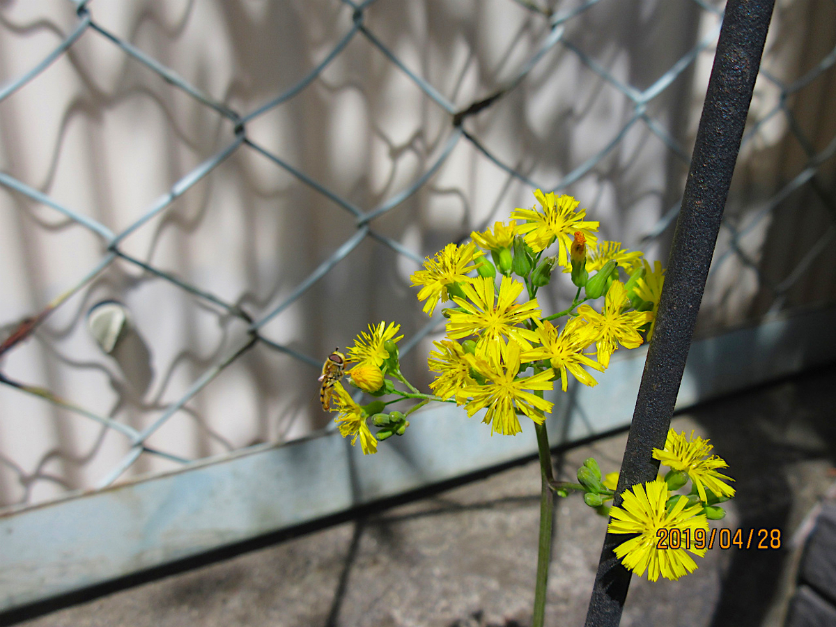 f:id:masatdm1951:20190428103901j:plain