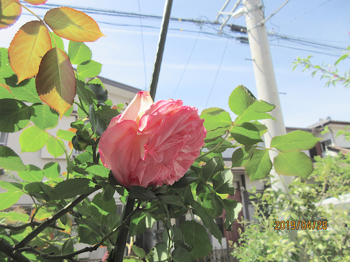 f:id:masatdm1951:20190428110524j:plain