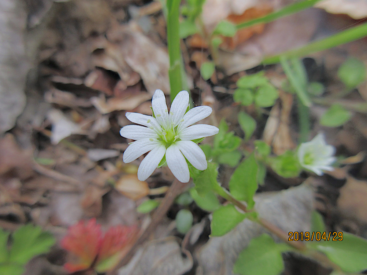 f:id:masatdm1951:20190430095920j:plain