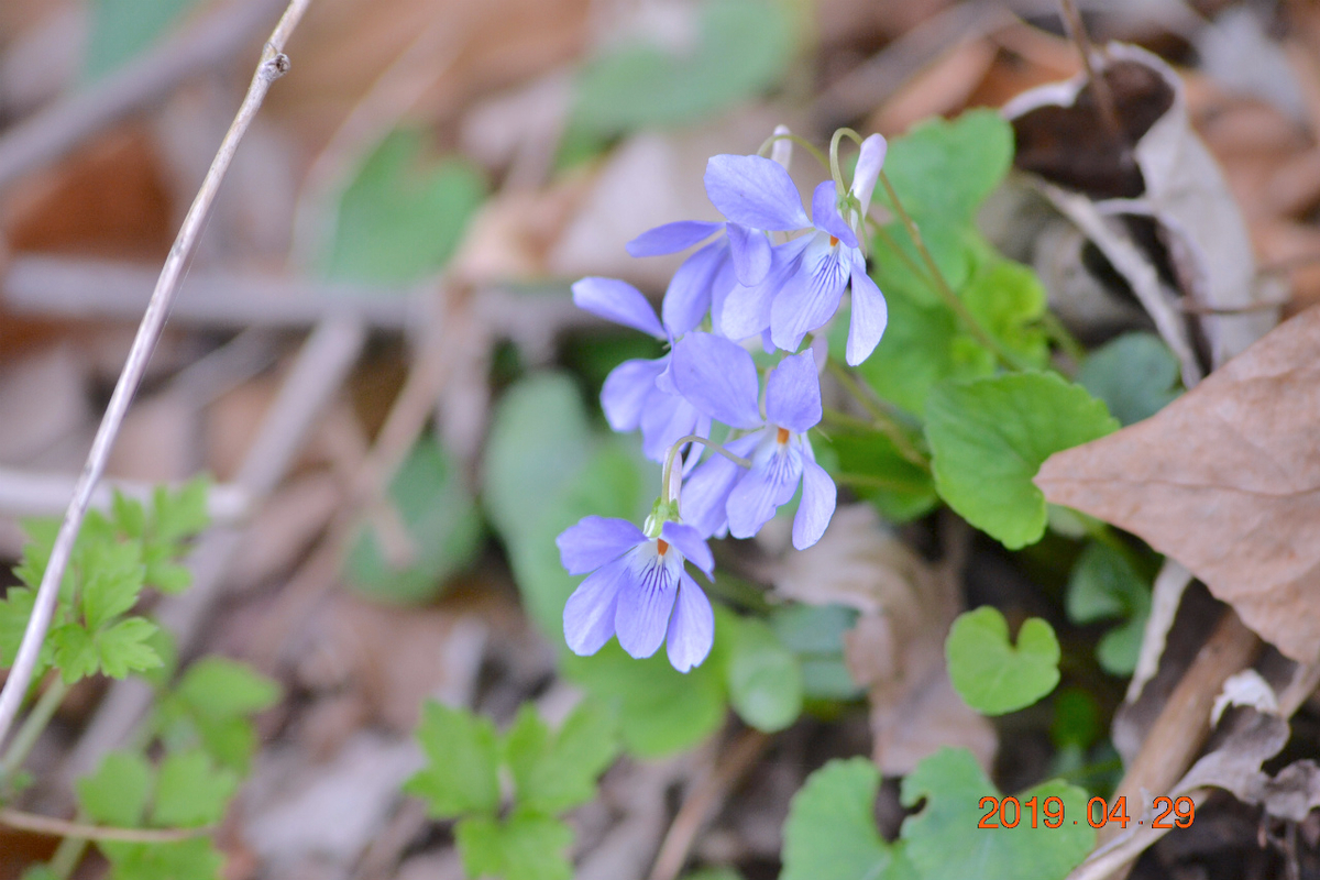 f:id:masatdm1951:20190430100013j:plain