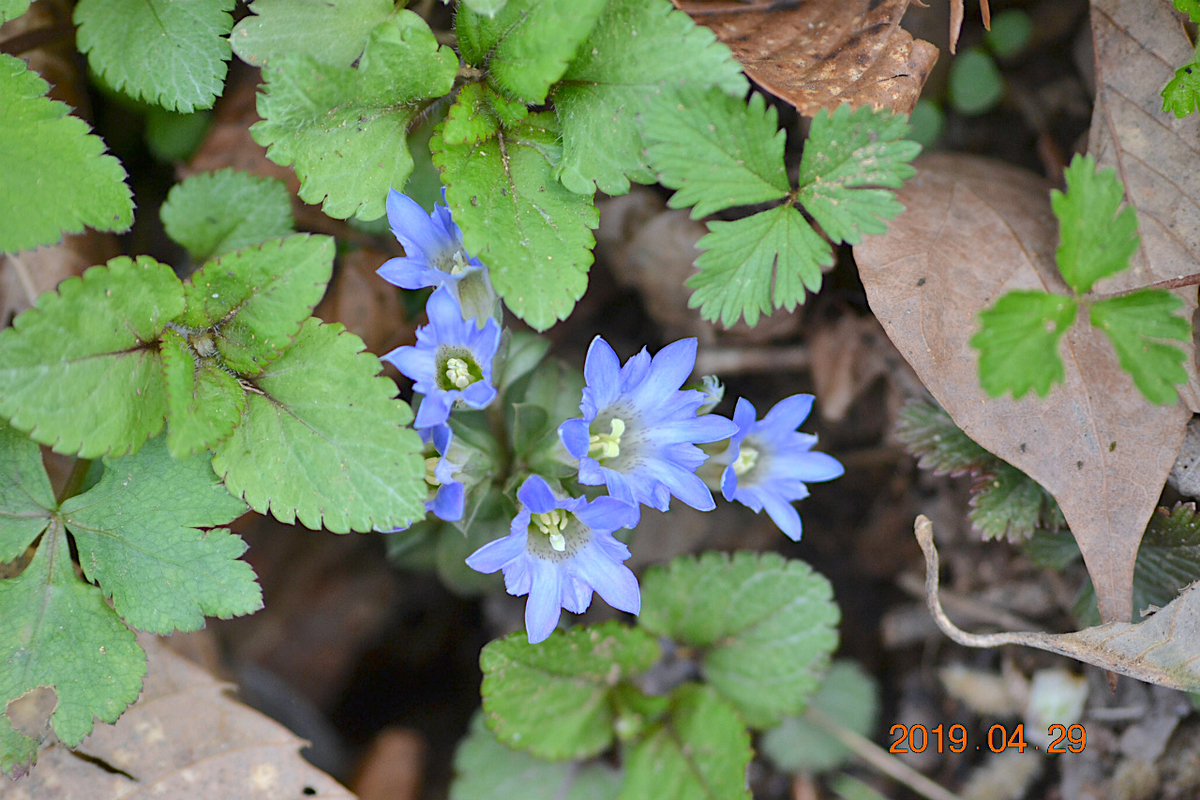 f:id:masatdm1951:20190430100024j:plain