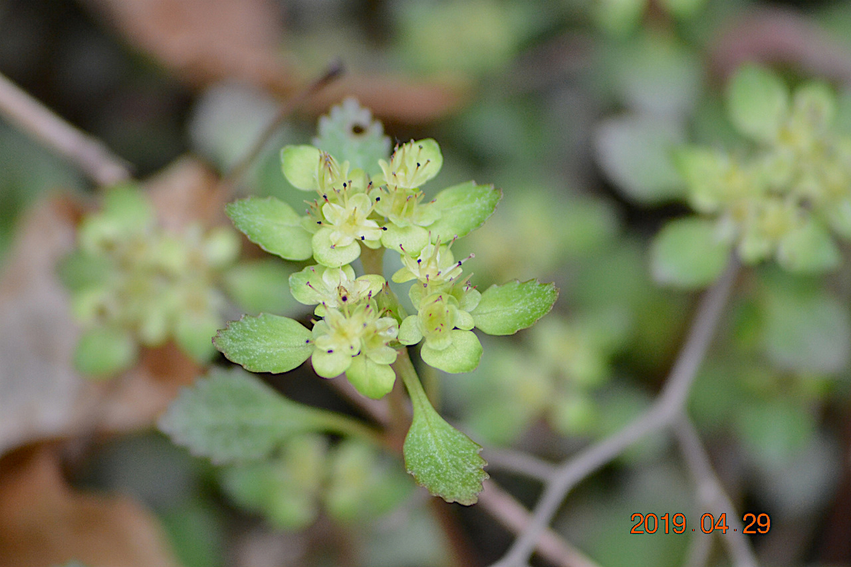 f:id:masatdm1951:20190430100041j:plain