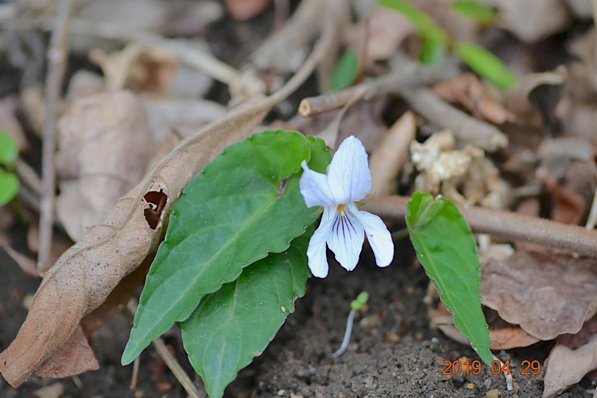 f:id:masatdm1951:20190430100056j:plain