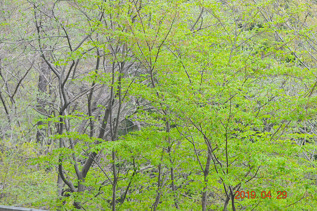 f:id:masatdm1951:20190430100113j:plain