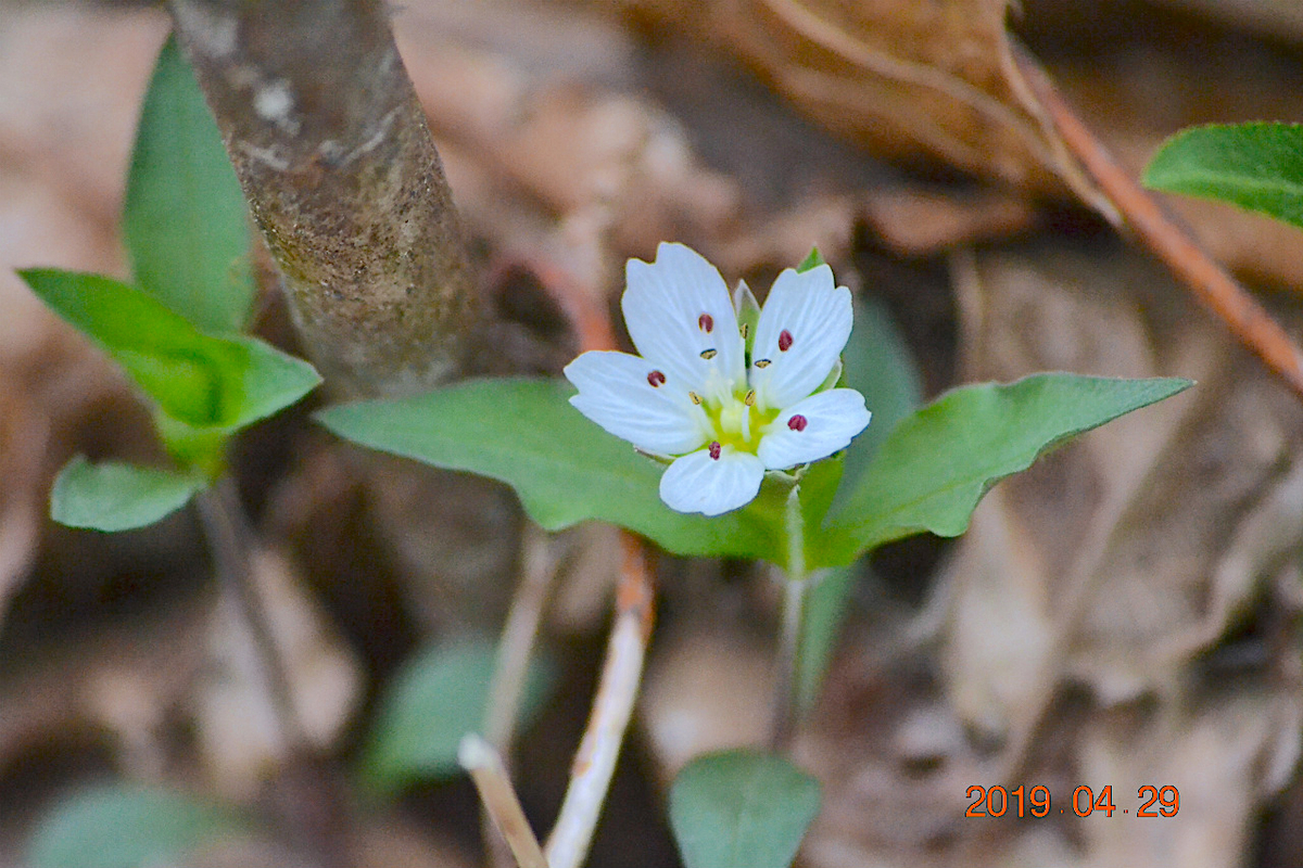 f:id:masatdm1951:20190430100306j:plain