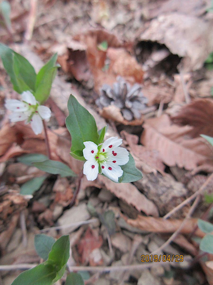 f:id:masatdm1951:20190430100333j:plain