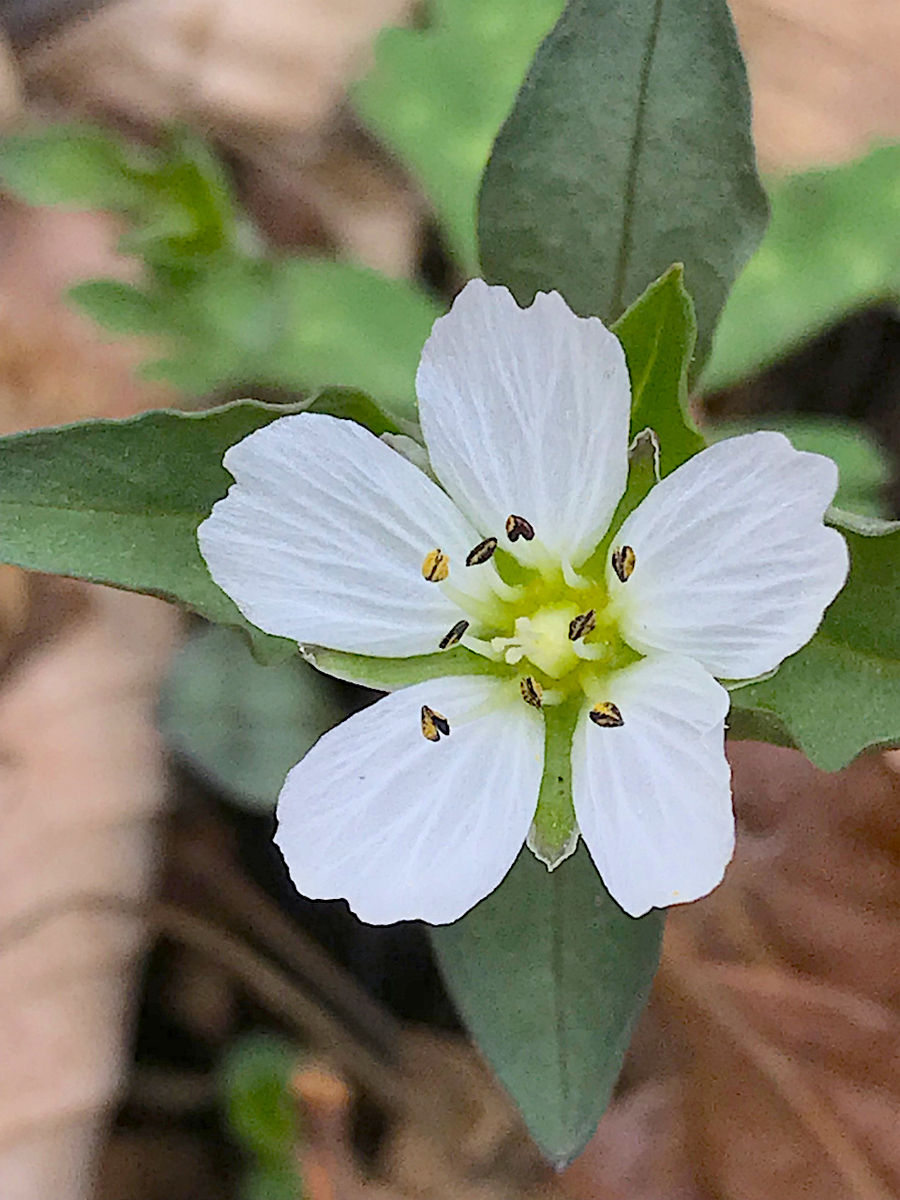 f:id:masatdm1951:20190430100355j:plain