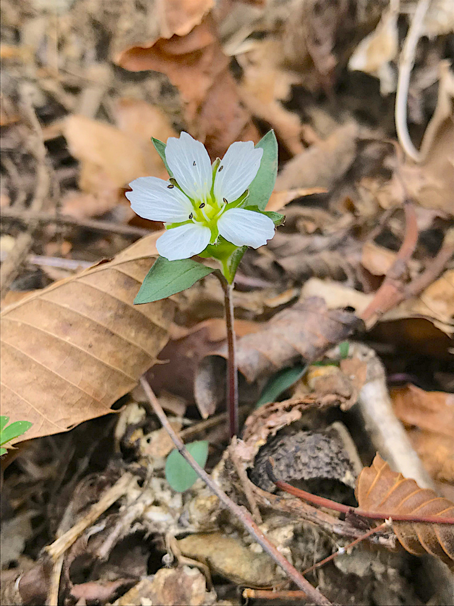 f:id:masatdm1951:20190430100404j:plain