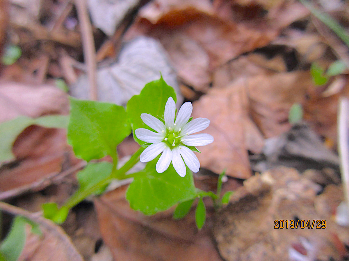 f:id:masatdm1951:20190430100443j:plain