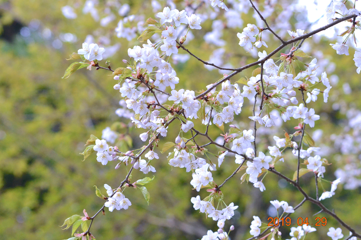 f:id:masatdm1951:20190430100626j:plain