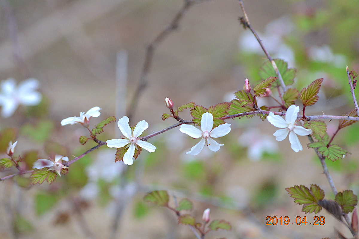 f:id:masatdm1951:20190430100631j:plain