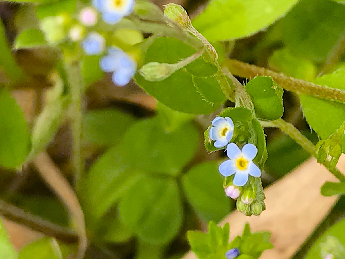 f:id:masatdm1951:20190430100700j:plain