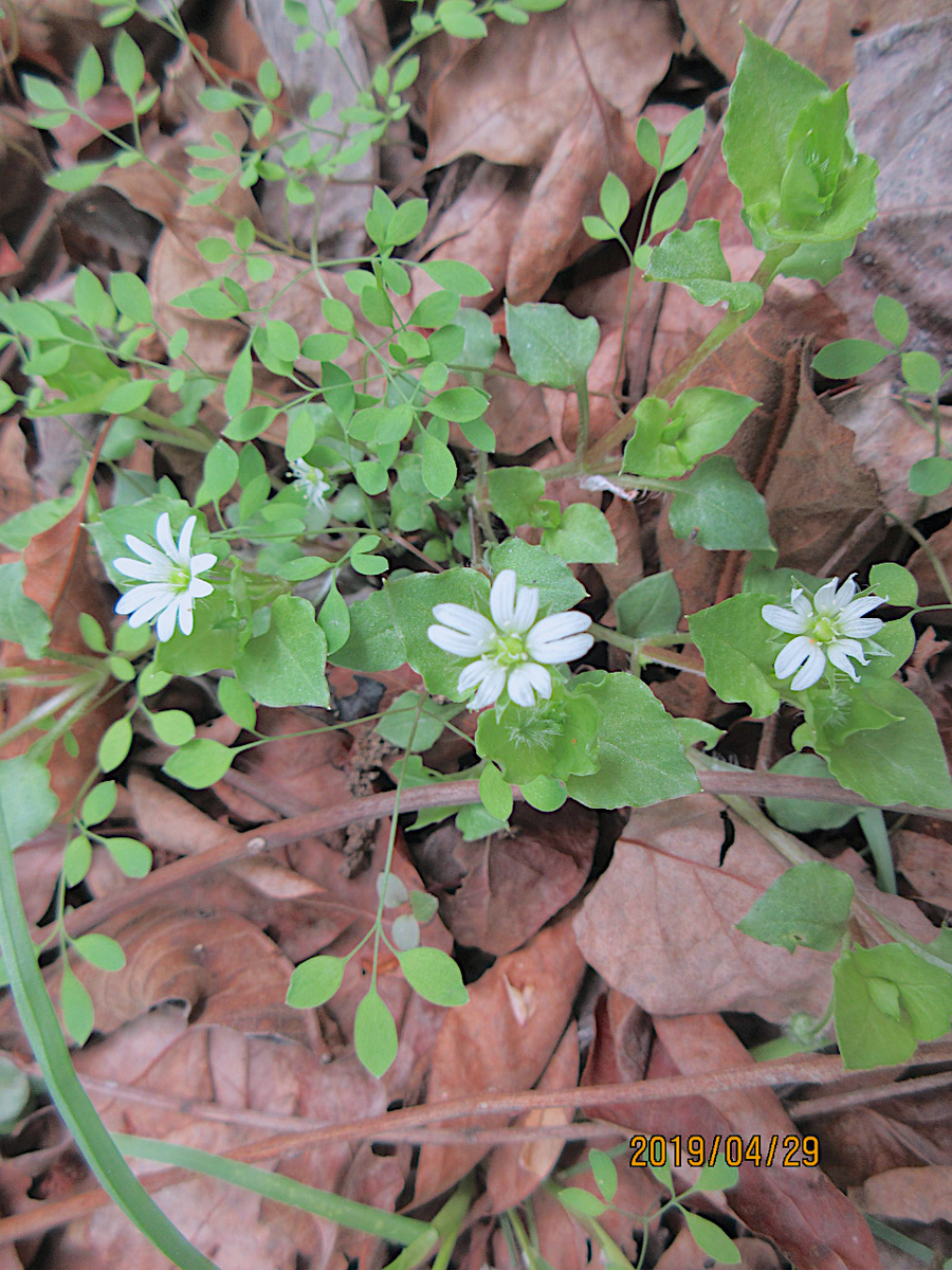 f:id:masatdm1951:20190430100754j:plain