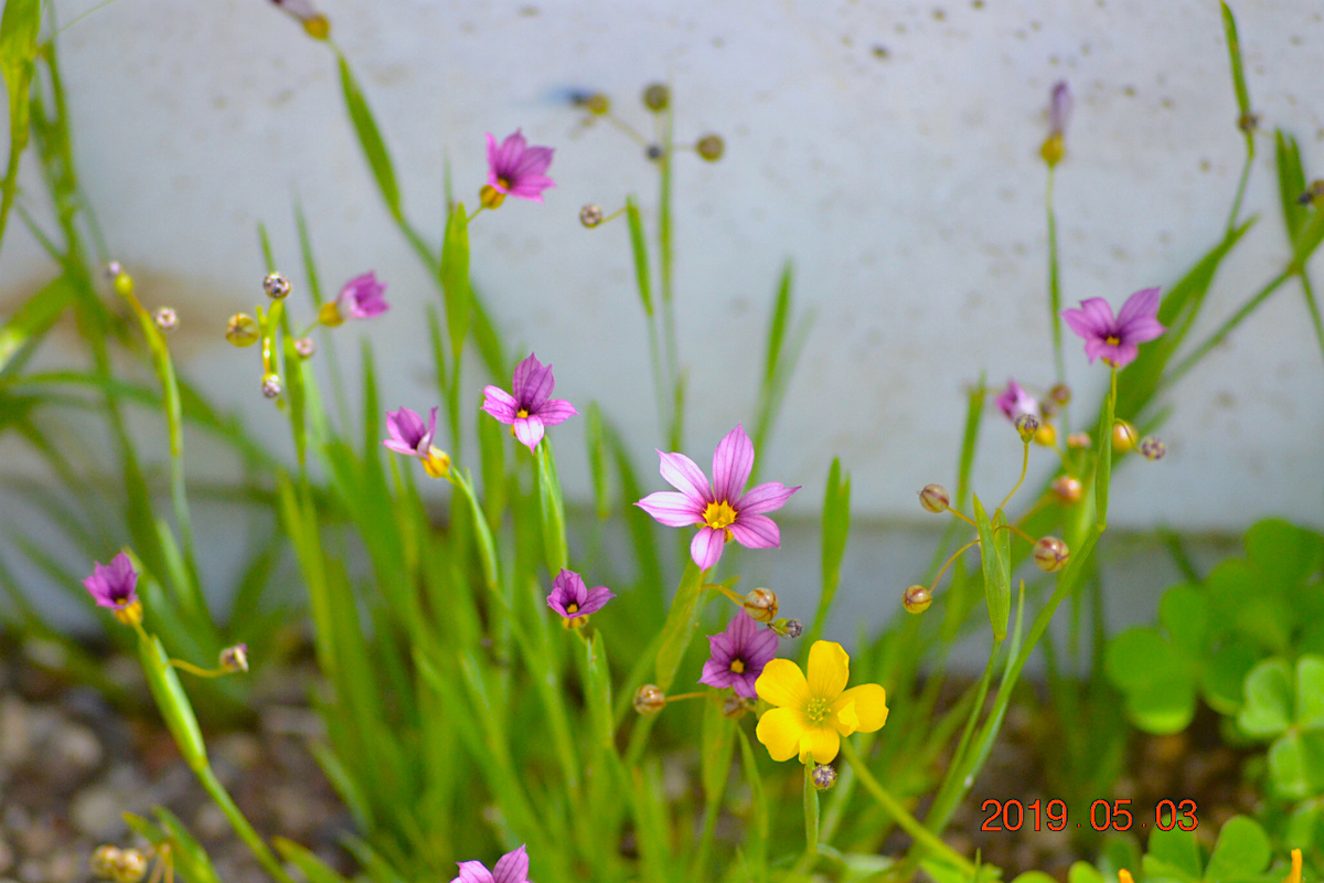 f:id:masatdm1951:20190503192306j:plain