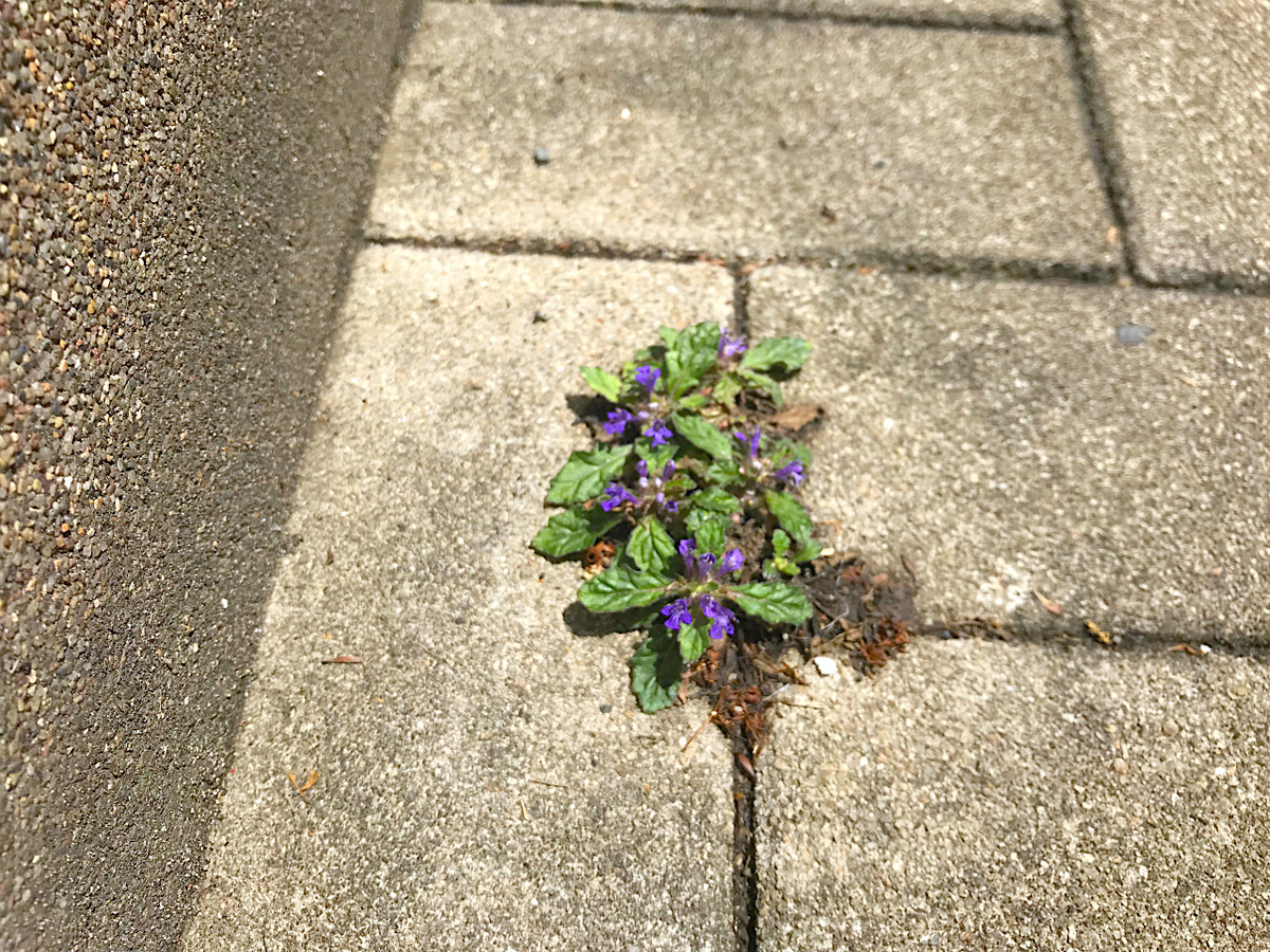 f:id:masatdm1951:20190503201847j:plain