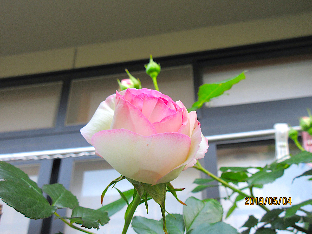 f:id:masatdm1951:20190504102345j:plain