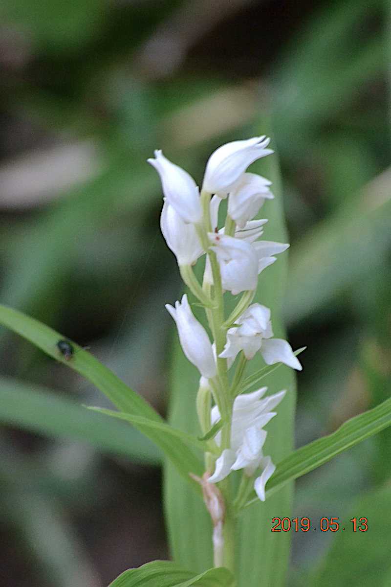 f:id:masatdm1951:20190513224858j:plain