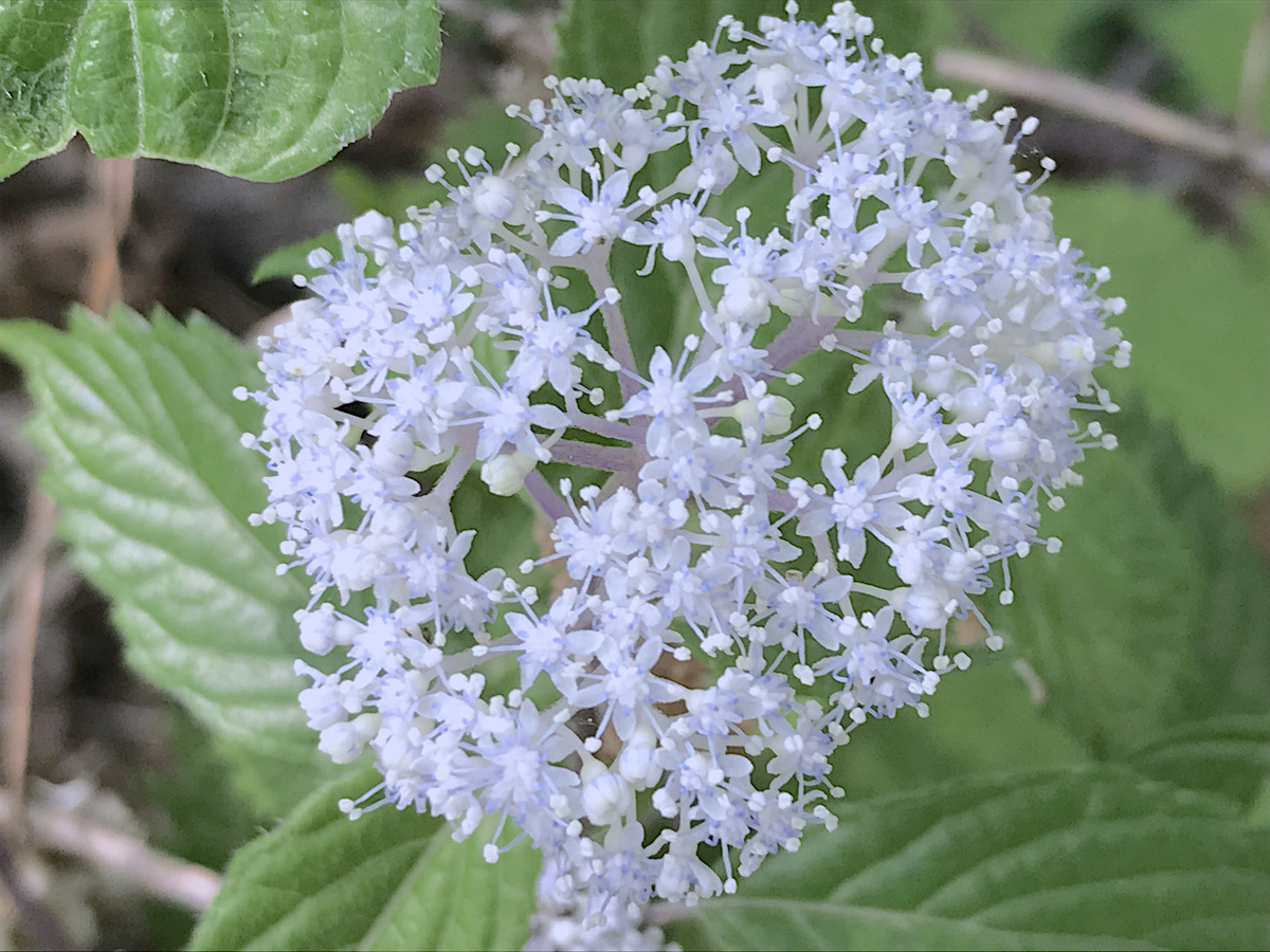 f:id:masatdm1951:20190513225149j:plain