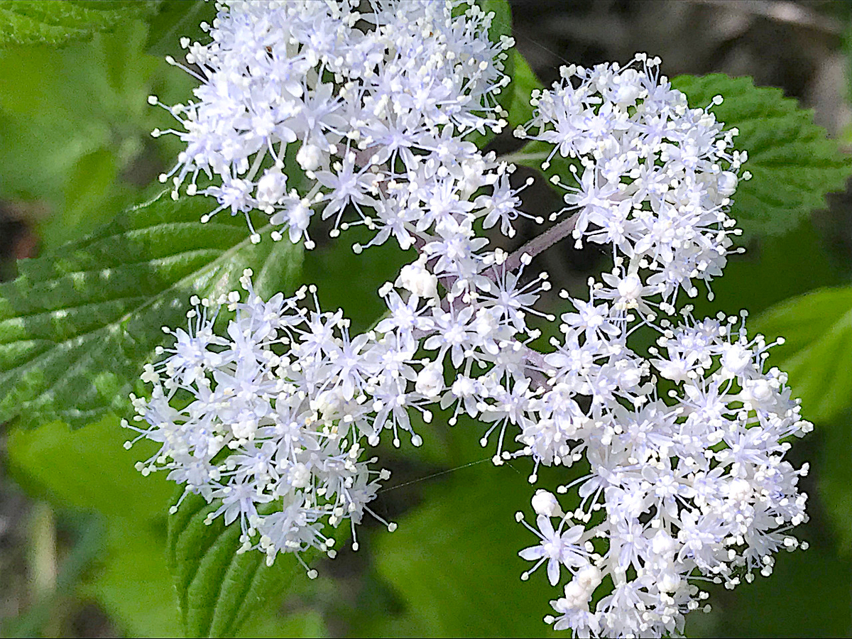 f:id:masatdm1951:20190513225202j:plain