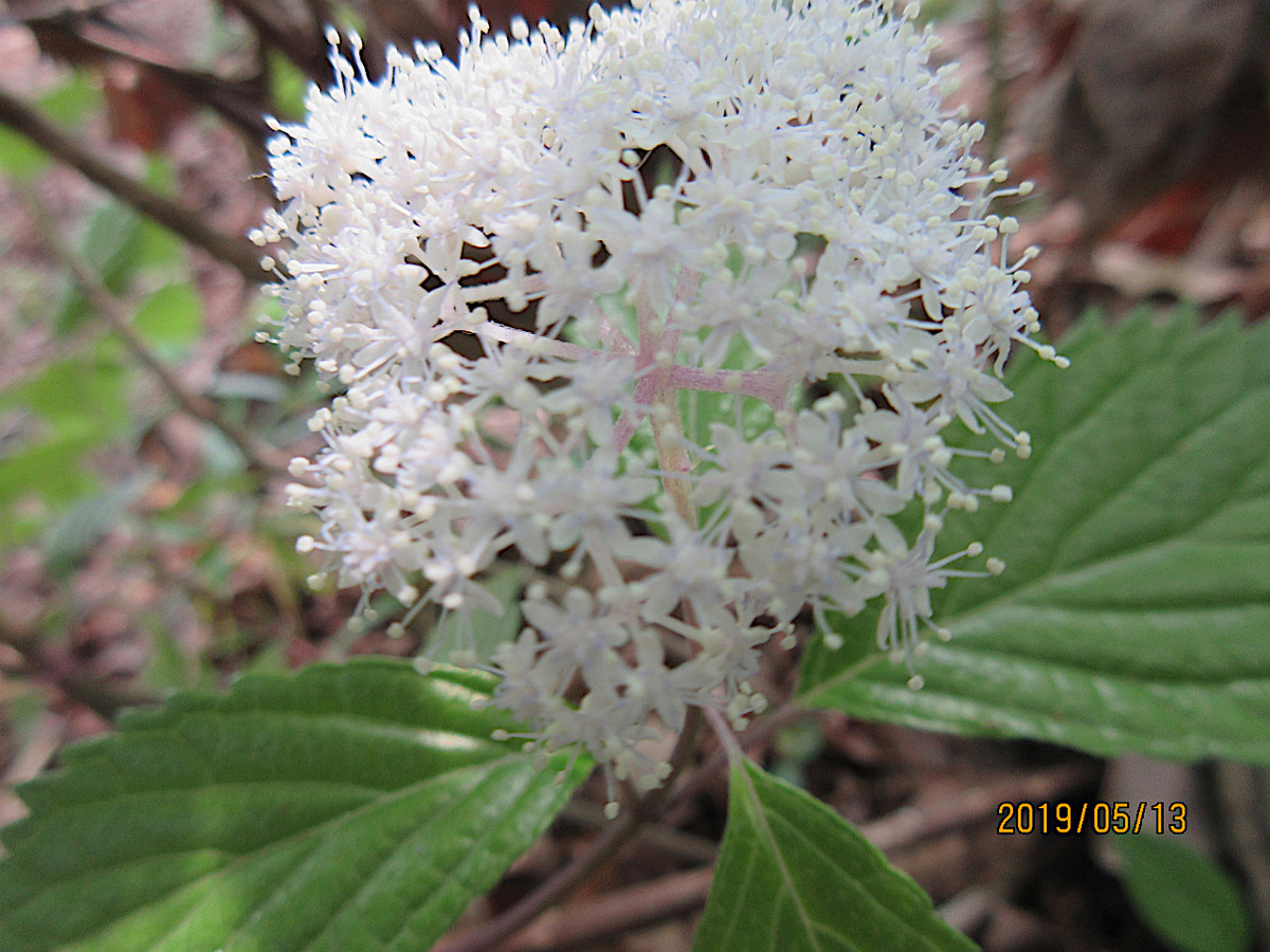 f:id:masatdm1951:20190513225217j:plain