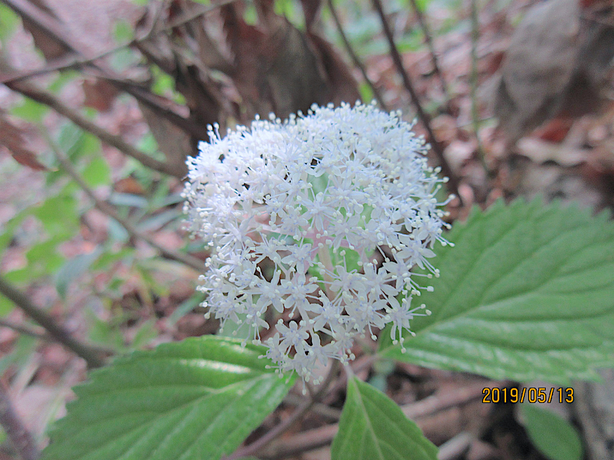 f:id:masatdm1951:20190513225227j:plain