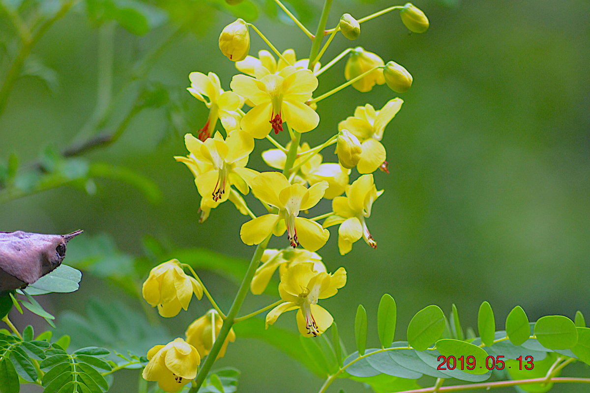 f:id:masatdm1951:20190513230152j:plain