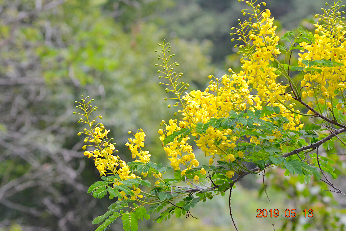 f:id:masatdm1951:20190513230202j:plain