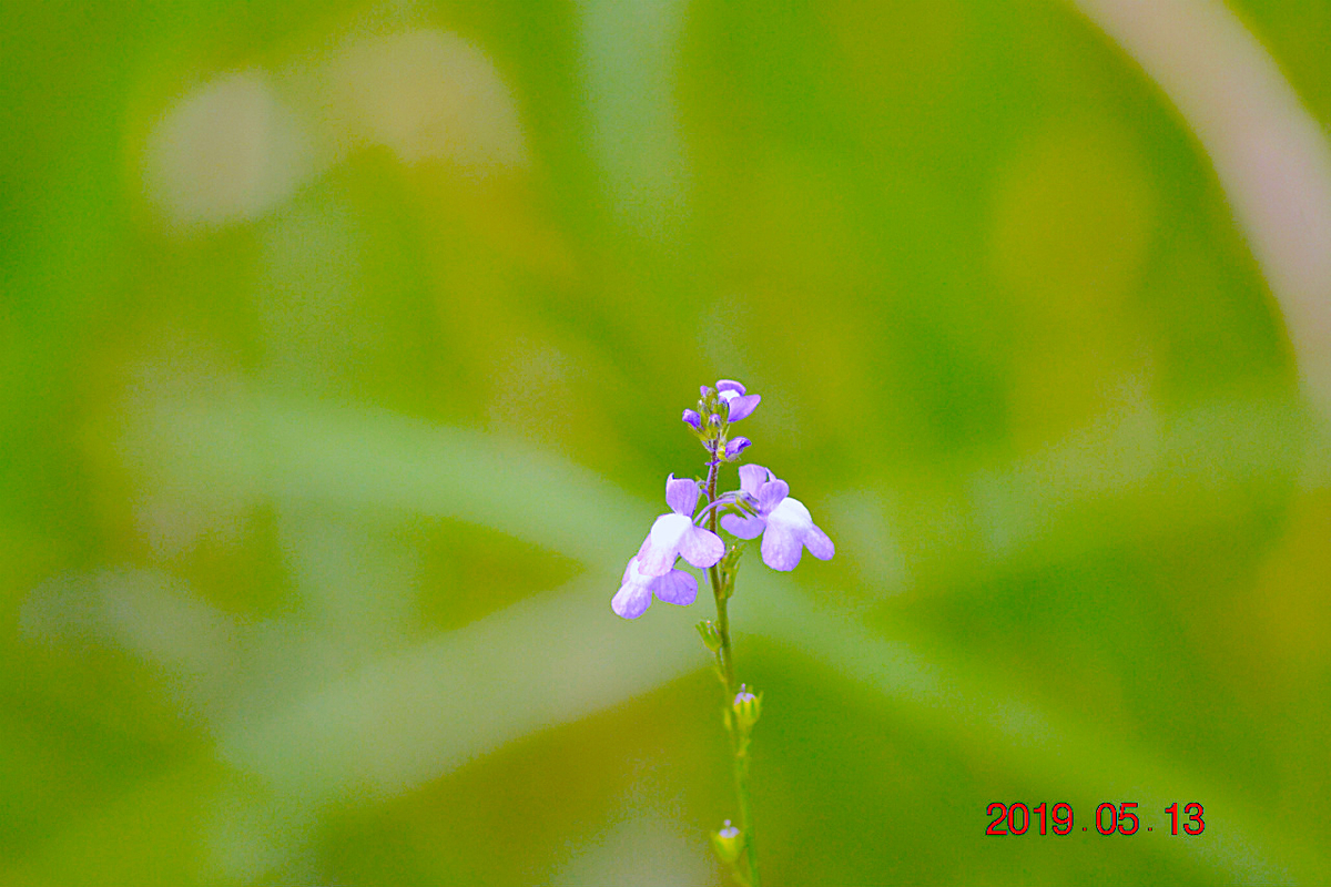 f:id:masatdm1951:20190513231024j:plain