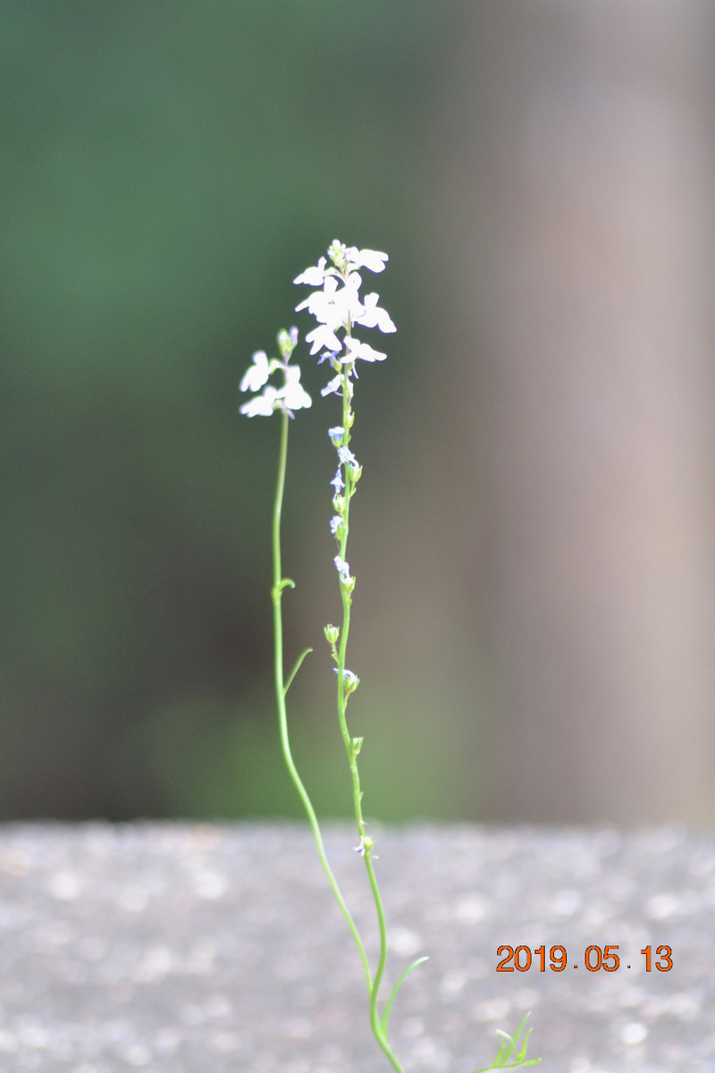 f:id:masatdm1951:20190513231027j:plain