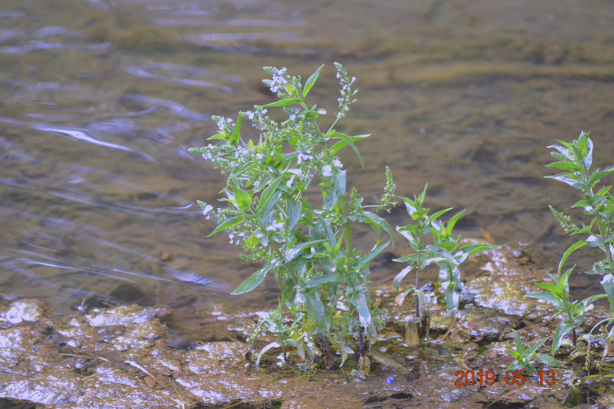 f:id:masatdm1951:20190513231054j:plain