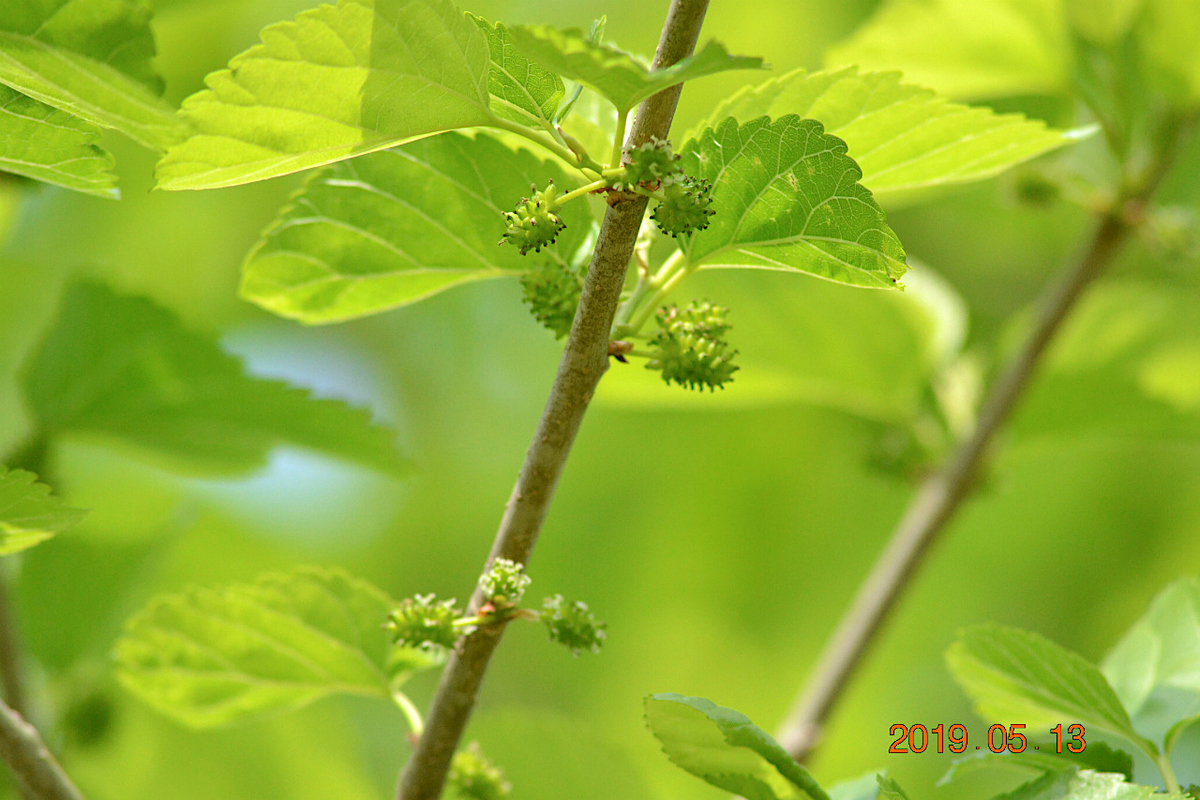 f:id:masatdm1951:20190513231113j:plain